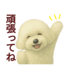 毎日使うかわいいトイプードルスタンプ（個別スタンプ：32）