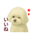 毎日使うかわいいトイプードルスタンプ（個別スタンプ：35）