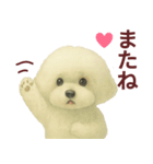 毎日使うかわいいトイプードルスタンプ（個別スタンプ：40）