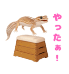 ニシアフ氏の日常（個別スタンプ：26）