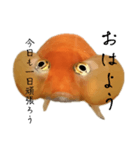 金魚のヒスイちゃん（個別スタンプ：1）