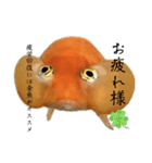 金魚のヒスイちゃん（個別スタンプ：2）