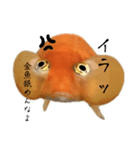 金魚のヒスイちゃん（個別スタンプ：3）