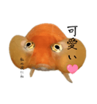 金魚のヒスイちゃん（個別スタンプ：5）