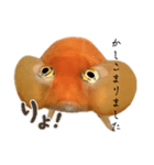 金魚のヒスイちゃん（個別スタンプ：6）