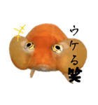金魚のヒスイちゃん（個別スタンプ：7）
