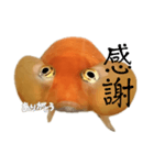 金魚のヒスイちゃん（個別スタンプ：8）