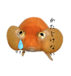 金魚のヒスイちゃん（個別スタンプ：9）