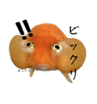 金魚のヒスイちゃん（個別スタンプ：10）