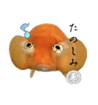 金魚のヒスイちゃん（個別スタンプ：13）