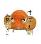 金魚のヒスイちゃん（個別スタンプ：14）