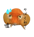 金魚のヒスイちゃん（個別スタンプ：15）
