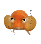 金魚のヒスイちゃん（個別スタンプ：19）