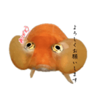 金魚のヒスイちゃん（個別スタンプ：20）