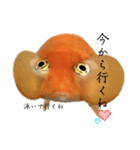金魚のヒスイちゃん（個別スタンプ：23）