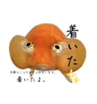 金魚のヒスイちゃん（個別スタンプ：24）