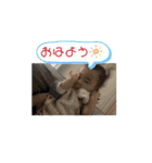 朱師1（個別スタンプ：1）