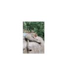 猫はニャーニャーと鳴きます。（個別スタンプ：1）