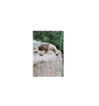 猫はニャーニャーと鳴きます。（個別スタンプ：2）