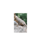 猫はニャーニャーと鳴きます。（個別スタンプ：4）