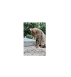 猫はニャーニャーと鳴きます。（個別スタンプ：5）