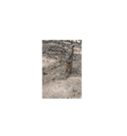 猫はニャーニャーと鳴きます。（個別スタンプ：6）