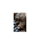 猫はニャーニャーと鳴きます。（個別スタンプ：7）