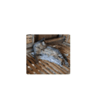 猫はニャーニャーと鳴きます。（個別スタンプ：8）