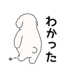 中年太りのトイプードル6【家族連絡用】（個別スタンプ：16）