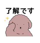 中年太りのトイプードル6【家族連絡用】（個別スタンプ：24）