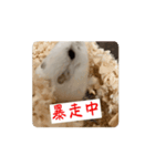 ハムスターだお（個別スタンプ：1）