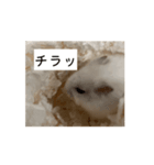 ハムスターだお（個別スタンプ：2）
