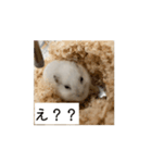 ハムスターだお（個別スタンプ：3）