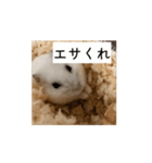 ハムスターだお（個別スタンプ：4）