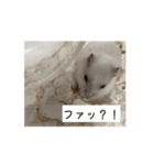 ハムスターだお（個別スタンプ：5）
