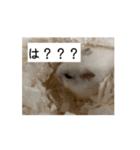 ハムスターだお（個別スタンプ：6）