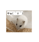 ハムスターだお（個別スタンプ：8）