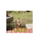 クルミシャン（個別スタンプ：5）
