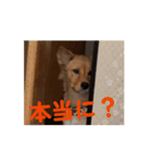 クルミシャン（個別スタンプ：9）