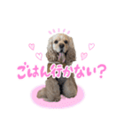 ティムくん♂（個別スタンプ：6）