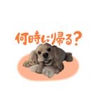 ティムくん♂（個別スタンプ：10）