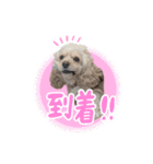 ティムくん♂（個別スタンプ：12）
