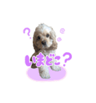 ティムくん♂（個別スタンプ：13）