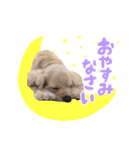 ティムくん♂（個別スタンプ：15）
