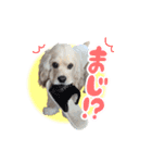 ティムくん♂（個別スタンプ：16）