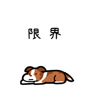 いつでも使えるボーダーコリー（セーブル）（個別スタンプ：8）