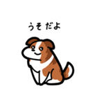 いつでも使えるボーダーコリー（セーブル）（個別スタンプ：12）