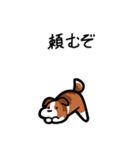いつでも使えるボーダーコリー（セーブル）（個別スタンプ：16）