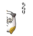 猫頭巾01（三毛）（個別スタンプ：4）