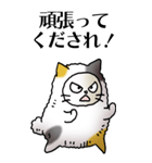 猫頭巾01（三毛）（個別スタンプ：13）